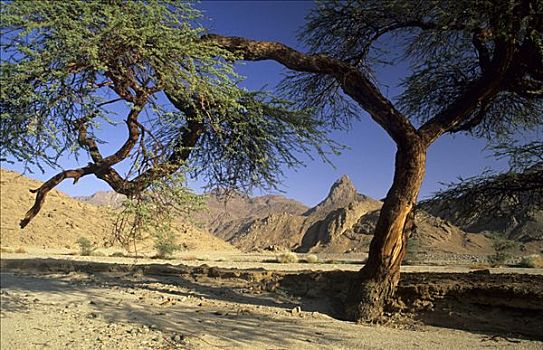 金合欢树,干燥,山谷,利比亚