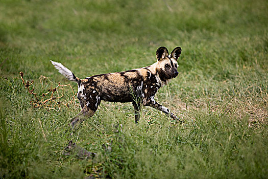 非洲野狗,非洲野犬属,高草,纳米比亚