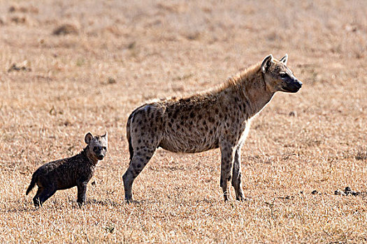 斑鬣狗,幼兽,肯尼亚,非洲