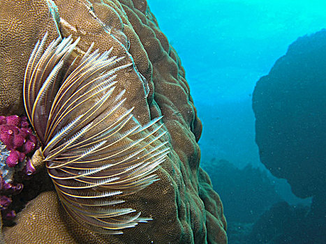 水下景象,珊瑚礁,贝劳,密克罗尼西亚