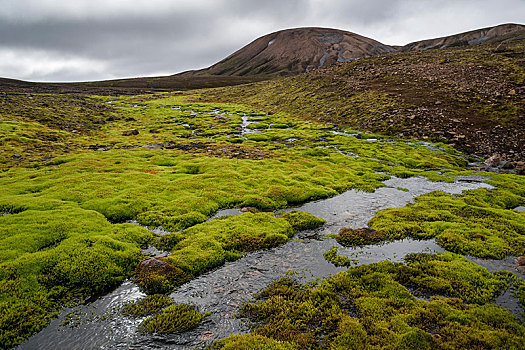 溪流,围绕,苔藓,流纹岩,山,兰德玛纳,自然保护区,冰岛高地,冰岛,欧洲