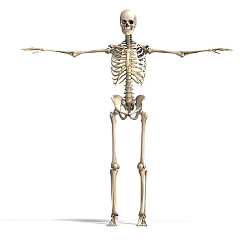 身体,骨骼