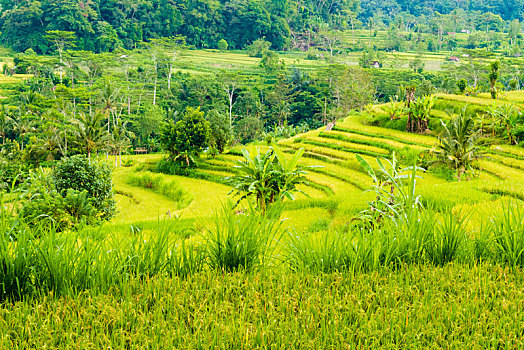 绿色,稻米梯田,地点,巴厘岛,印度尼西亚