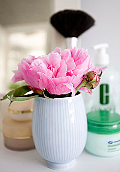 粉色,牡丹,白色,花瓶