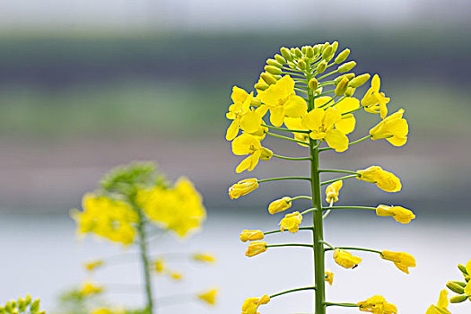 盛開的油菜花