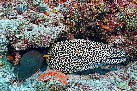 巨大,海鳗,饰带,马尔代夫,印度洋,亚洲
