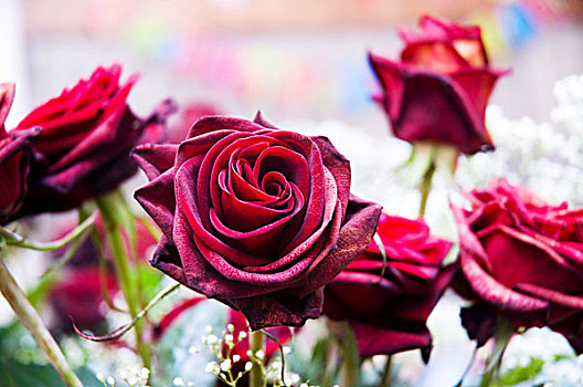 红玫瑰,花,安放