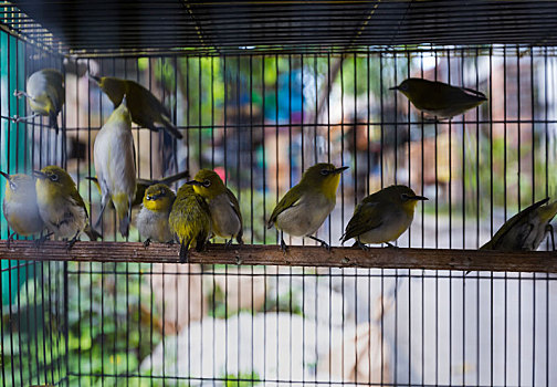 彩色,笼子,出售,鸟,市场,日惹,爪哇,印度尼西亚
