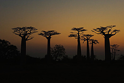 猴面包树,日落,穆龙达瓦,马达加斯加,非洲