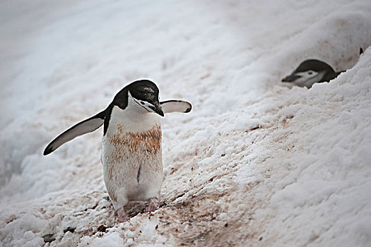帽带企鹅,南极企鹅,半月,岛屿,南,设得兰群岛,南极半岛