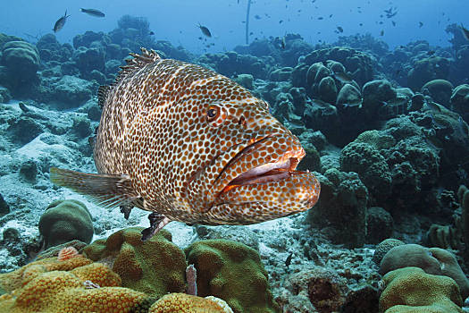 热带鱼虎斑鱼图片图片
