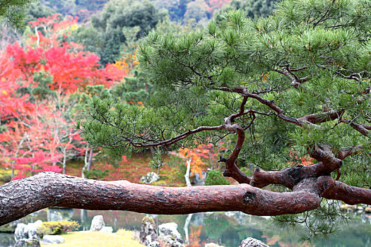 日本京都岚山天龙寺