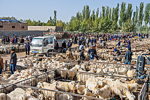 新疆,市场,羊群,交易
