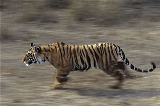 孟加拉虎,虎,幼小,走,班德哈维夫国家公园,印度
