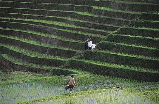 阶梯状,稻米,农业,农民,工作,岛屿,亚洲