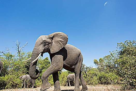 非洲,博茨瓦纳,乔贝国家公园,非洲象,走,树林,乔贝,河,冬天,下午
