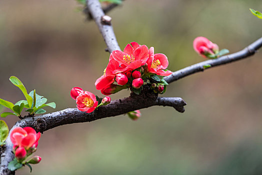 济南百花公园的各种花儿