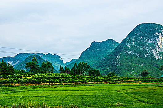 桂林田园风光