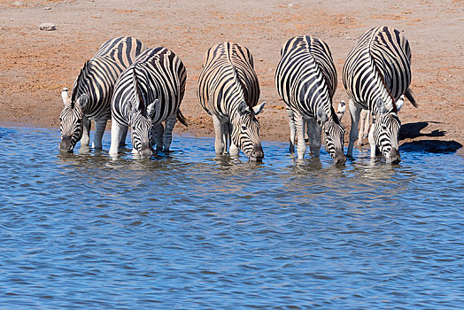 牧群,斑马,马,喝,水潭,埃托沙国家公园,纳米比亚,非洲