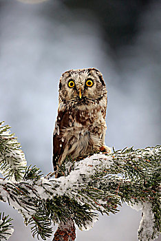 猫头鹰,鬼鸮,成年,树上,冬天,专注,高地,捷克共和国,欧洲