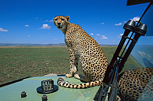 印度豹,猎豹,女性,旅行队,交通工具,扫描,大草原,马赛马拉国家保护区,肯尼亚