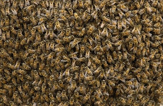 蜜蜂,意大利蜂,成群,国家公园,厄瓜多尔,南美