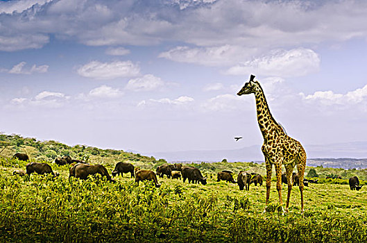 非洲,坦桑尼亚,东非,山,梅鲁,阿鲁沙,国家公园,水牛,长颈鹿