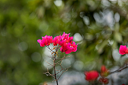 勒杜鹃花开红艳艳