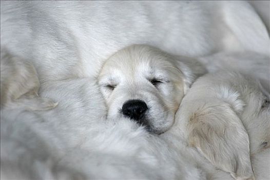肖像,睡觉,金毛猎犬,小狗
