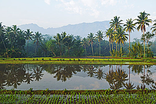 稻田,靠近,婆罗浮屠,平原,爪哇,印度尼西亚
