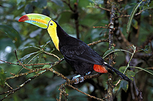 巨嘴鸟,成年,站立,枝条,哥斯达黎加