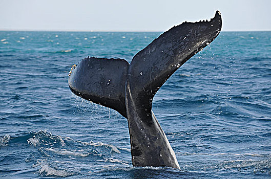 尾部,鳍状物,驼背,鲸,正面,岛屿,赫维湾,昆士兰,澳大利亚