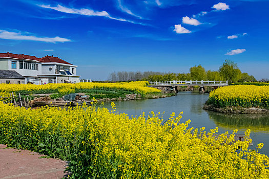 江苏省盐城市乡村油菜花田园自然景观