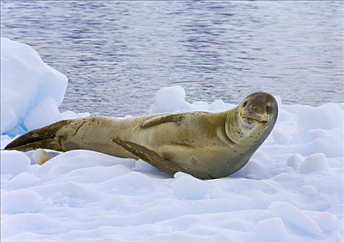 海豹,休息,浮冰,岛屿,南极