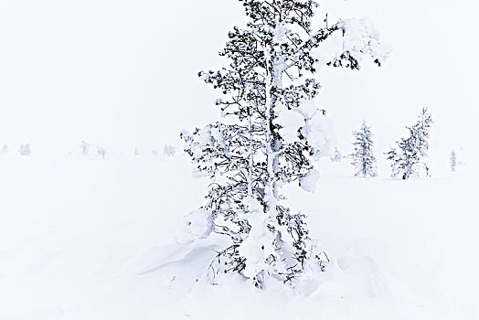 冰冻,树,雾气,国家公园,拉普兰,芬兰