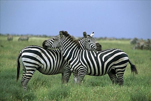 白氏斑马,斑马,一对,休息,塞伦盖蒂国家公园,坦桑尼亚