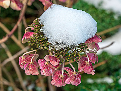 积雪,绣球花