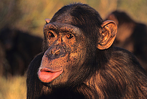 黑猩猩,孤儿院,赞比亚,非洲