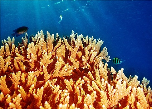 珊瑚,水下,礁石,马尔代夫,岛屿