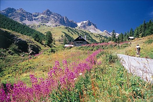 法国,上阿尔卑斯省,骑车,途中,紫花,木房子,背影