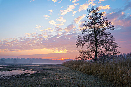 湿地,风景,逆光,树,日出,二月,黑森州,德国