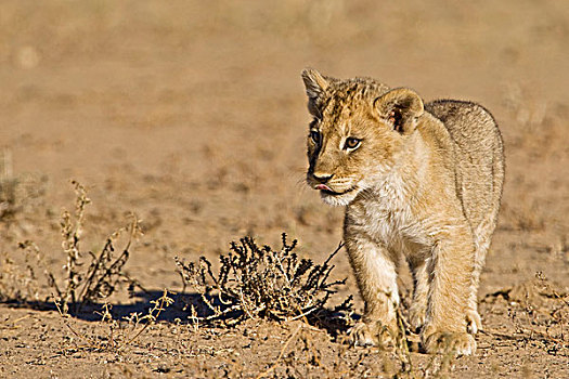 狮子,幼仔,幼兽,卡拉哈迪,国家公园,南非,博茨瓦纳,非洲
