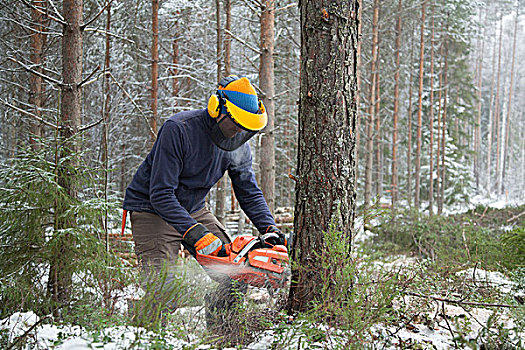 伐木工,锯,树,芬兰