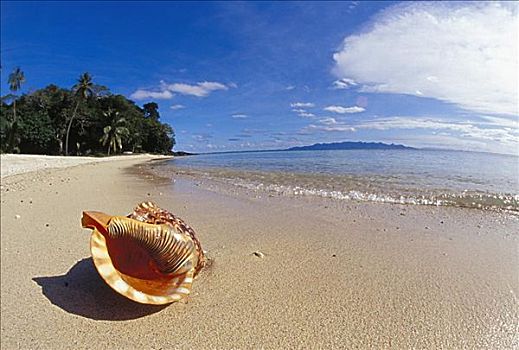 斐济,壳,沙滩,旁侧,海洋