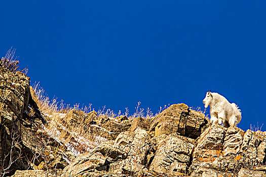 石山羊,雪羊,冬天,外套,冰川国家公园,蒙大拿,美国