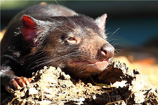 袋獾,澳大利亚