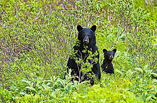 黑熊,母熊,幼兽,叶子,靠近,小路,出口,冰河,奇奈峡湾国家公园,肯奈半岛,阿拉斯加,夏天