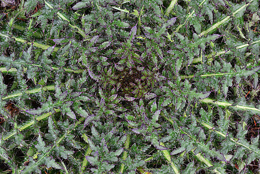 蓟属植物,矮小,因斯布鲁克,提洛尔,奥地利,欧洲