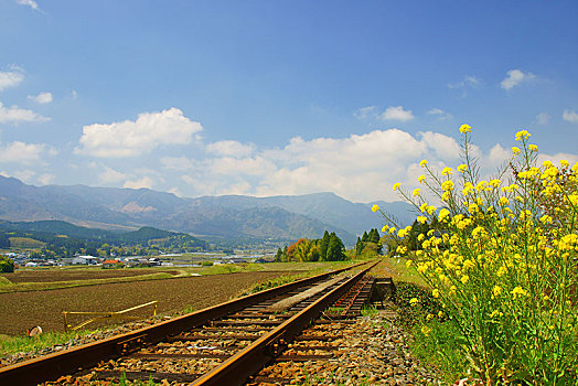 轨道,油菜,花