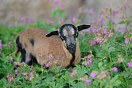 肖像,喀麦隆羊,在花,场